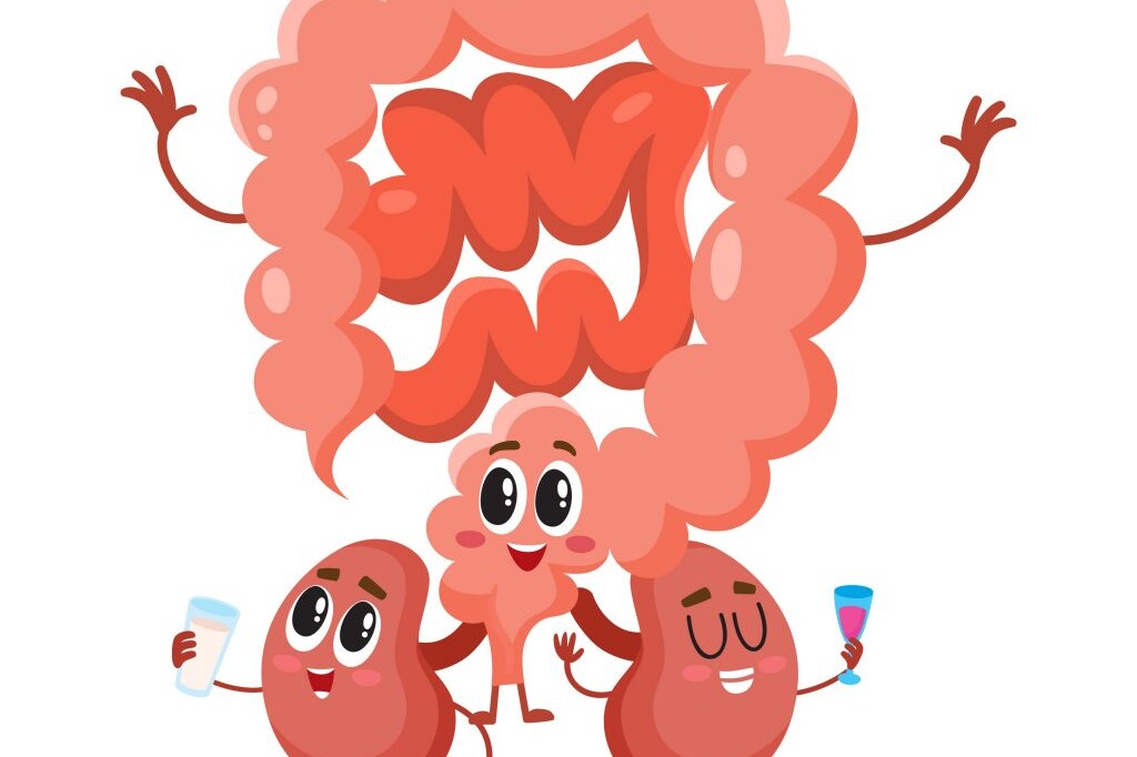 Gut kidney axis