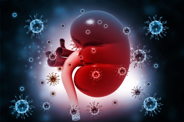 Kidney
