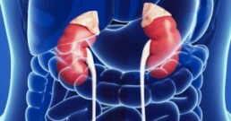 Kidneys