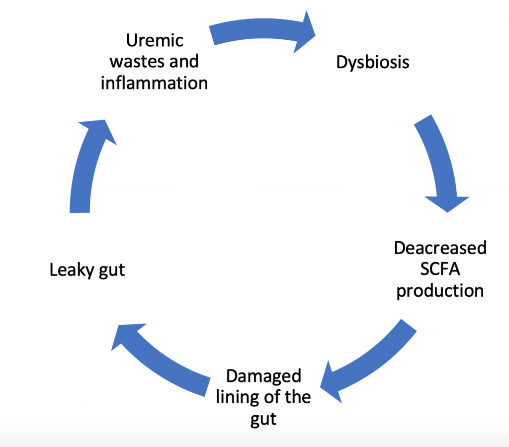 The dysbiosis cycle and its effect on uremic toxins in CKD