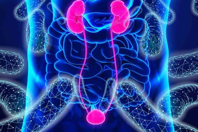 gut restoration and progression of CKD