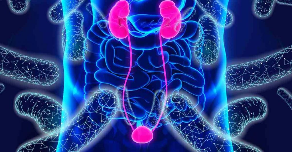 Kidneys
