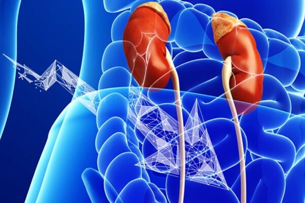 Kidneys