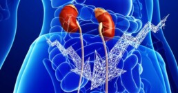 Kidneys