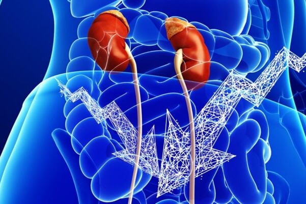 Kidneys
