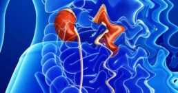 Kidneys