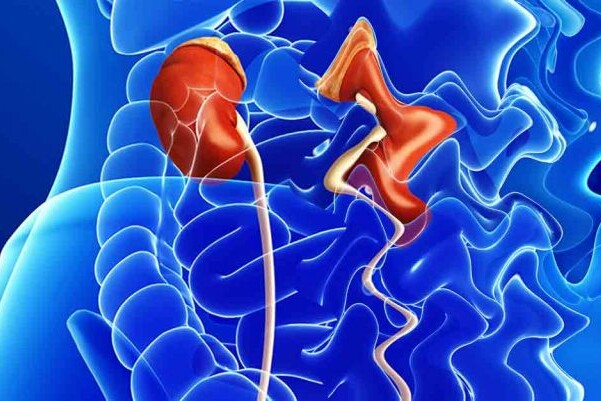 Kidneys