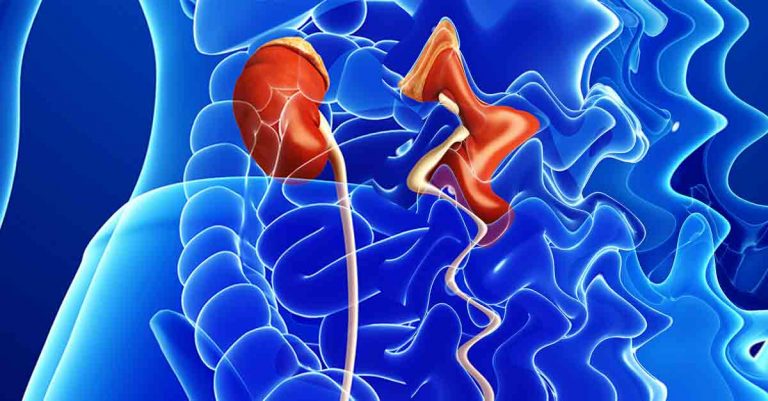 Kidneys