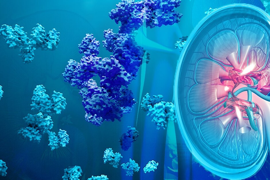 Biochemistry of Amino Acids Metabolism