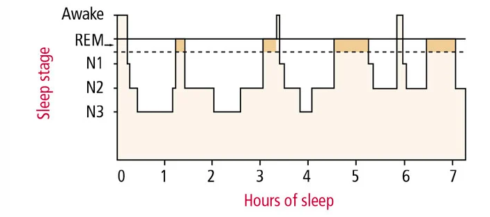 Figure 2: Sleep Architecture- when experts chart sleep on a hypnogram, the different levels resemble a drawing of a city skyline. This pattern is known as sleep architecture. The hypnogram above shows a typical night’s sleep of a healthy young adult. 