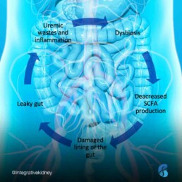 uremic toxins and the dysbiosis cycle