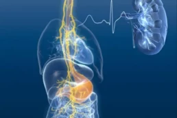 Vagus nerve is the longest nerve in the body and can affect heart rate variability and kidney function