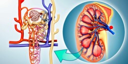 proximal tubules