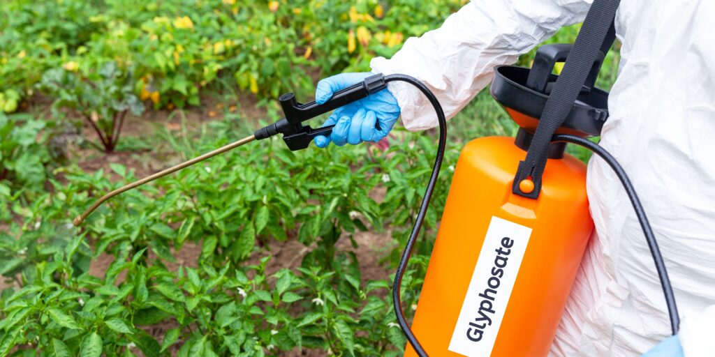 Effects of glyphosate on kidney health