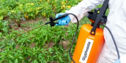 Effects of glyphosate on kidney health