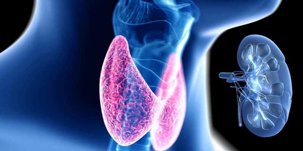 the thyroid kidney connection