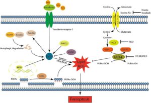 ferroptosis at the cellular level