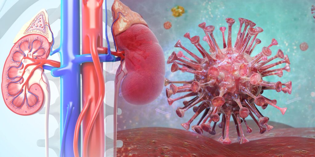 effects of EBV infection on the kidneys