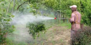 pesticides and kidney problems