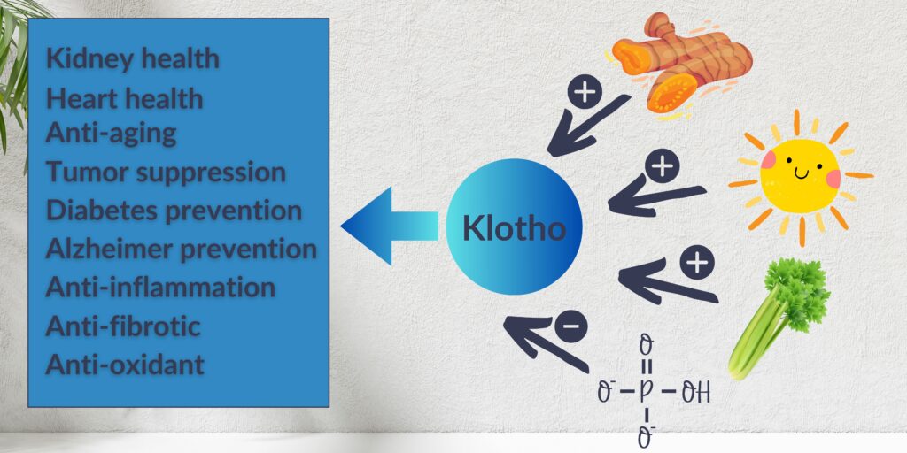 klotho in kidney health