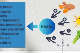 klotho in kidney health