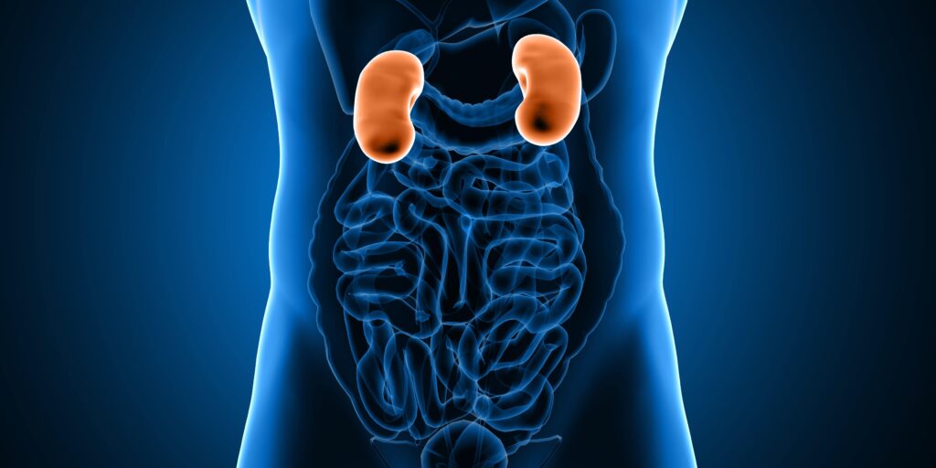 gut kidney axis in IgA nephropathy triggers