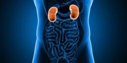 gut-kidney axis in IgA nephropathy triggers