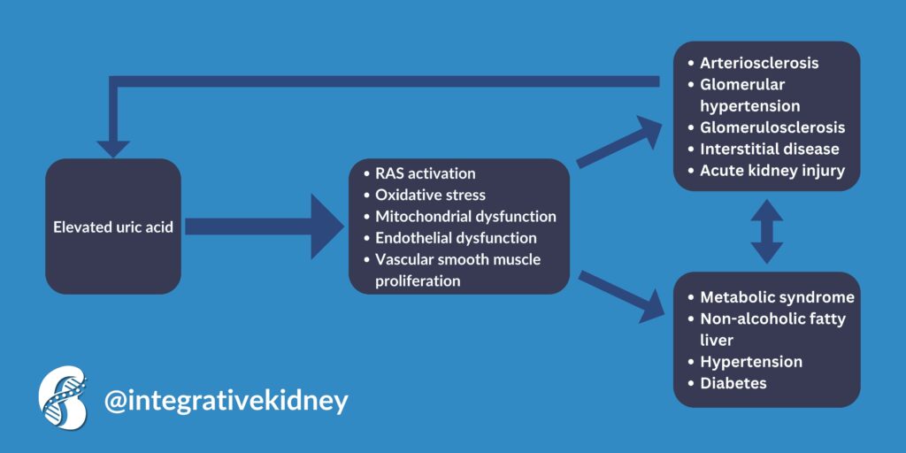 uric acid and kidney disease