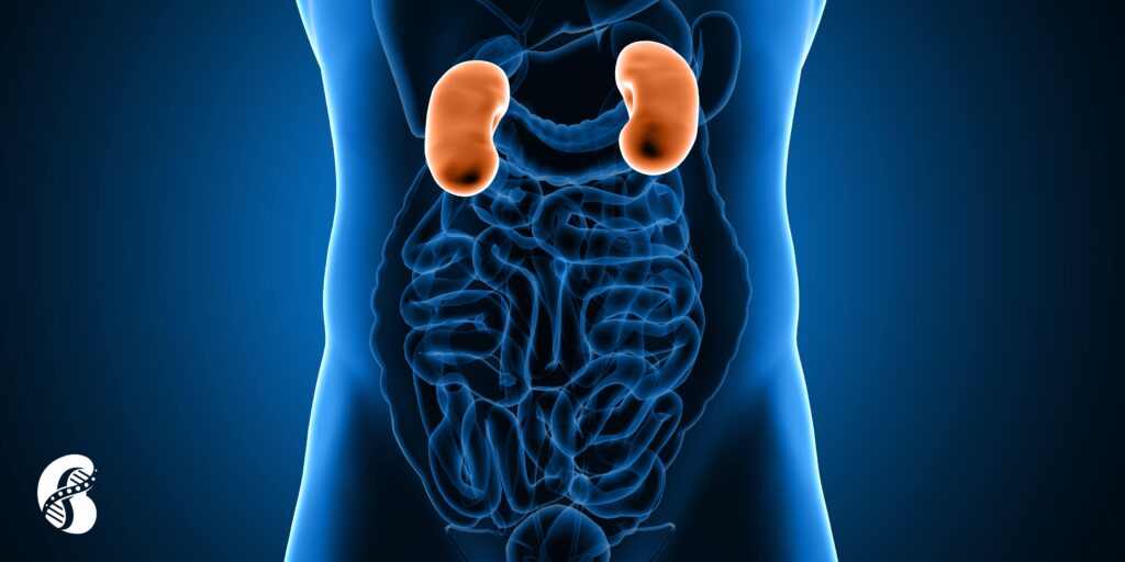 uremic dysbiosis cycle