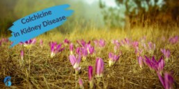 Colchicine in kidney disease