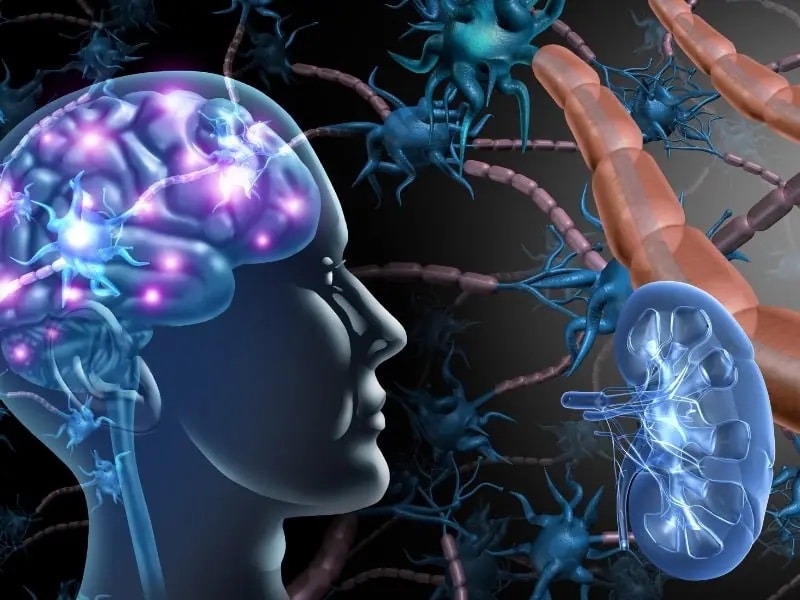 brain-gut-kidney axis