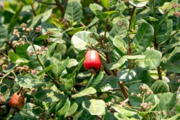 berberine support kidney health